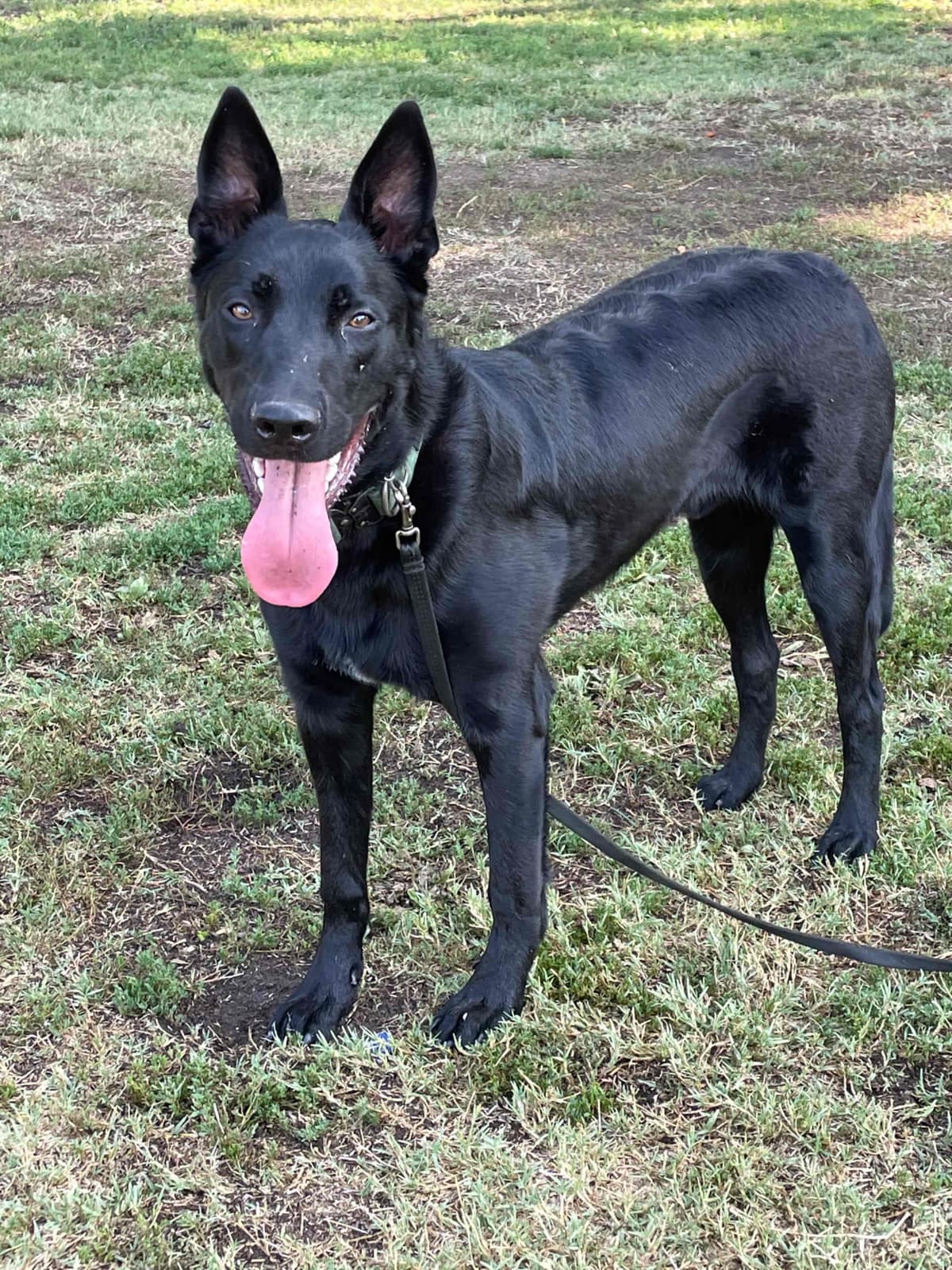 Belgian Malinois Puppies breeder image 7