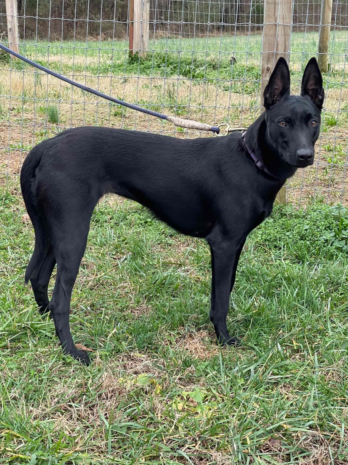 Belgian Malinois Puppies breeder image 6