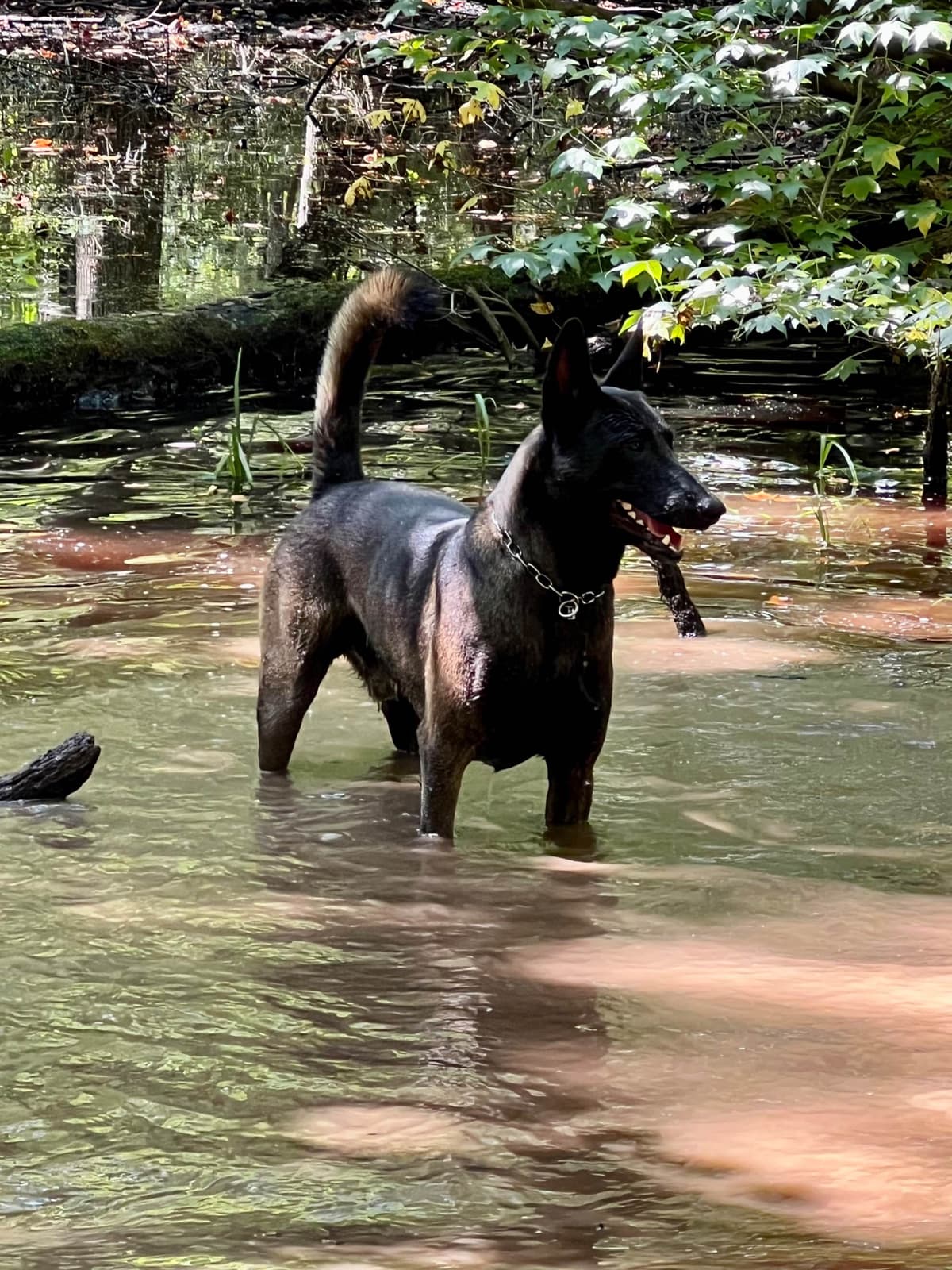 Belgian Malinois Puppies breeder image 10