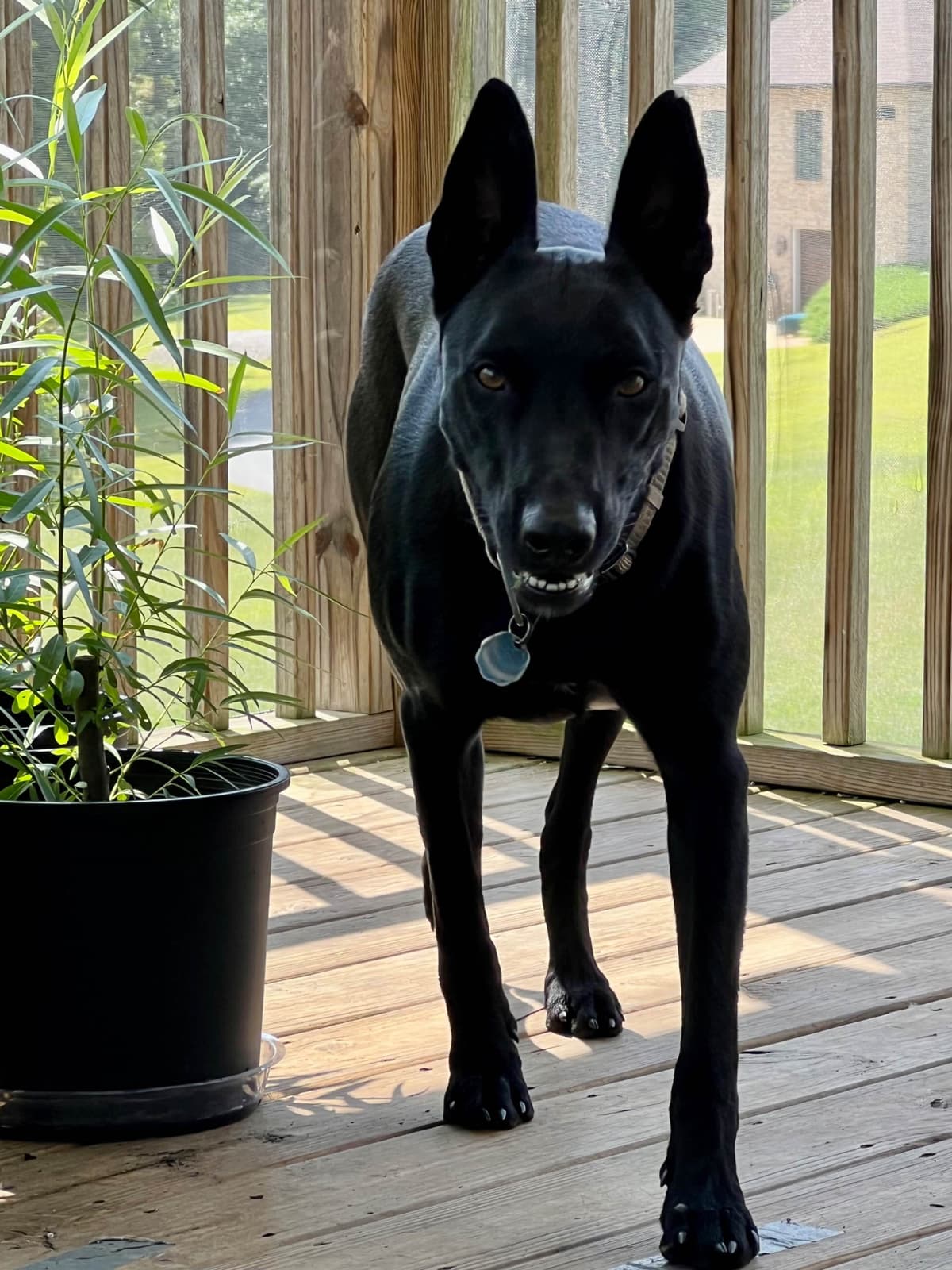 Belgian Malinois Puppies breeder image 11