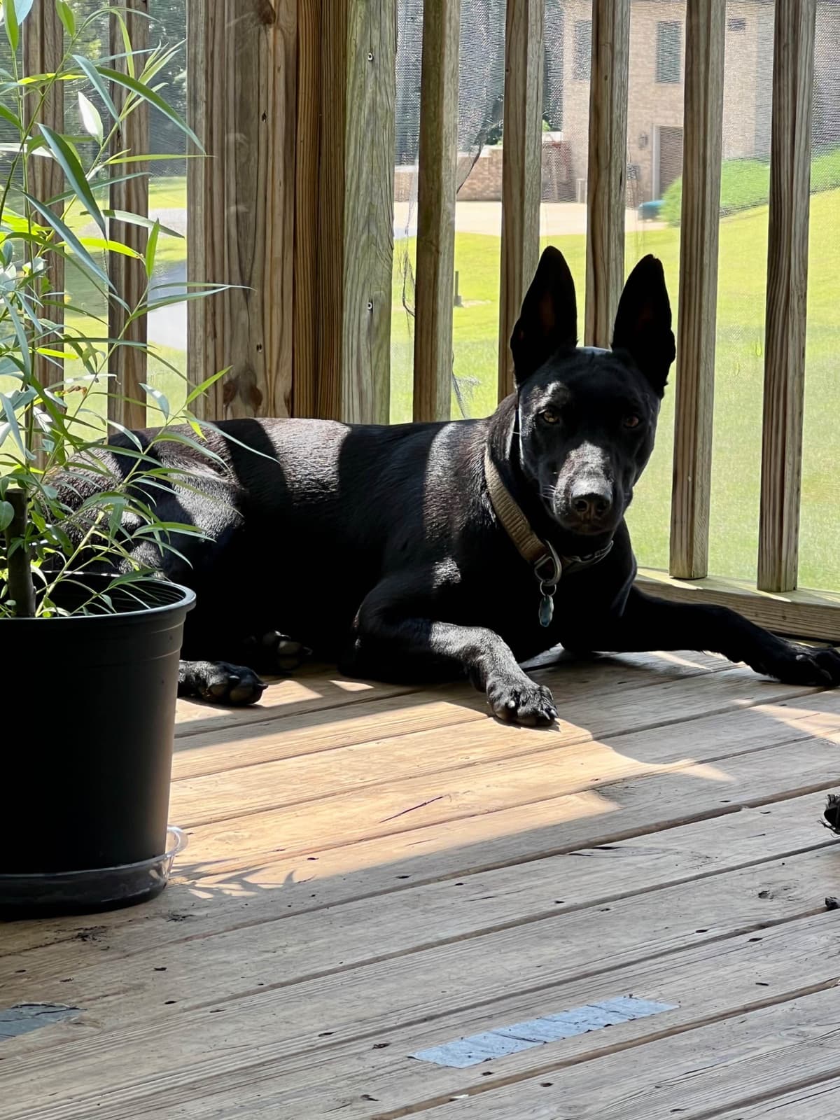 Belgian Malinois Puppies breeder image 12