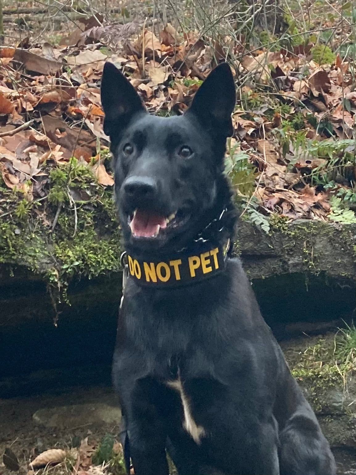 Belgian Malinois Puppies breeder image 14