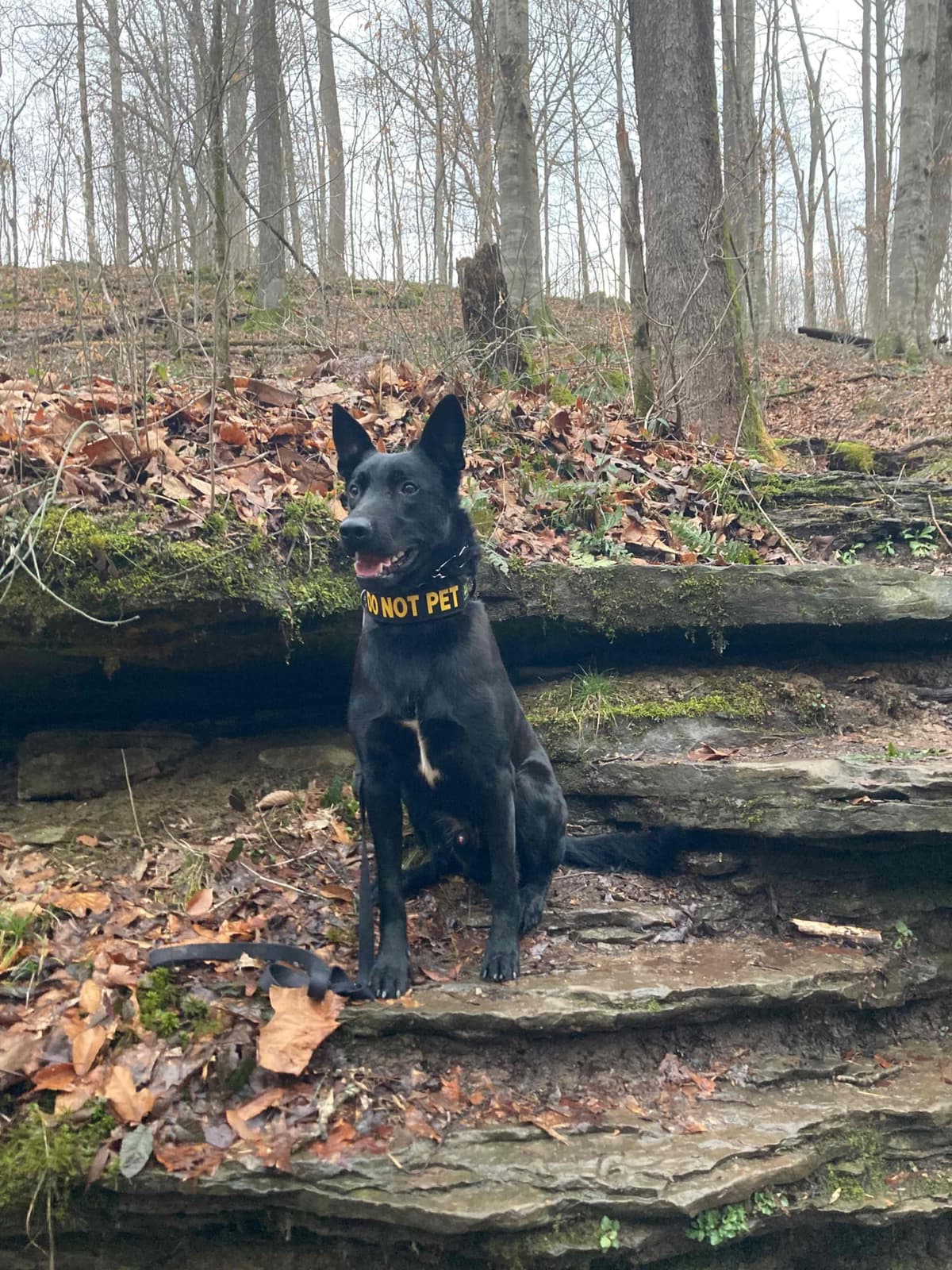 Belgian Malinois Puppies breeder image 16