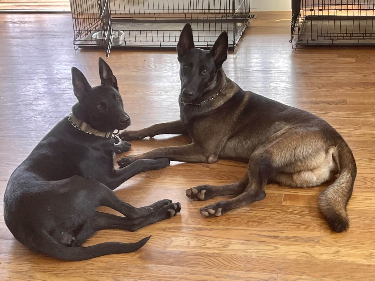 Belgian Malinois Puppies breeder image 18