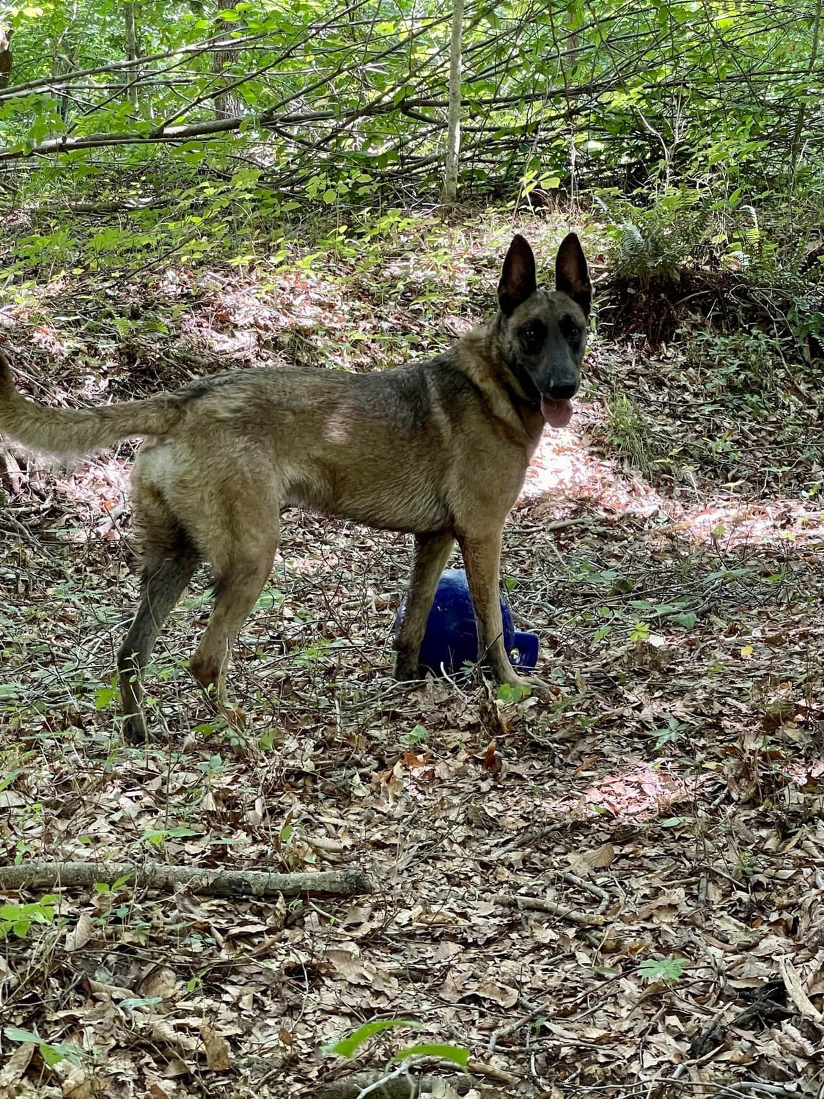 Belgian Malinois Puppies breeder image 19
