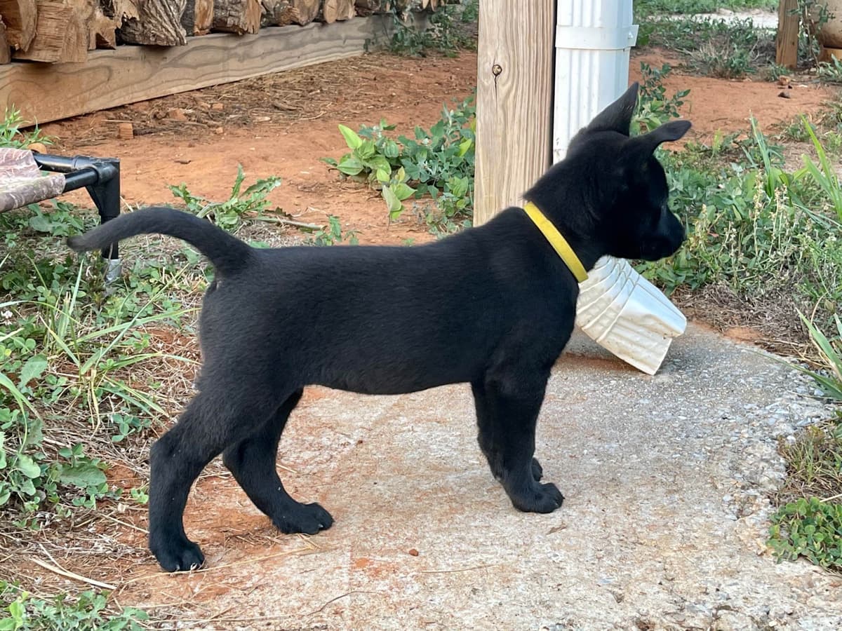 Belgian Malinois Puppies breeder image 20
