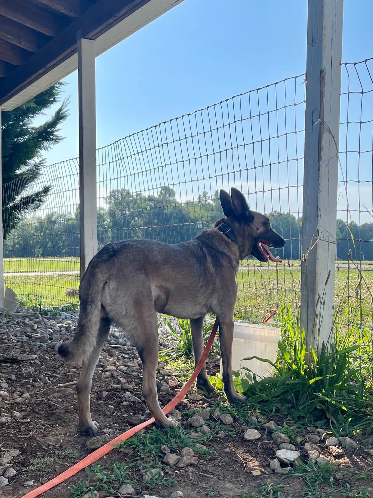 Belgian Malinois Puppies breeder image 21
