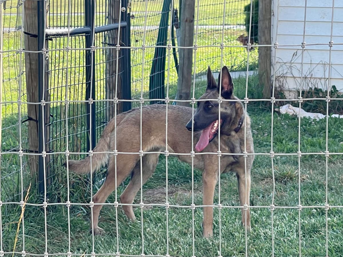 Belgian Malinois Puppies breeder image 23