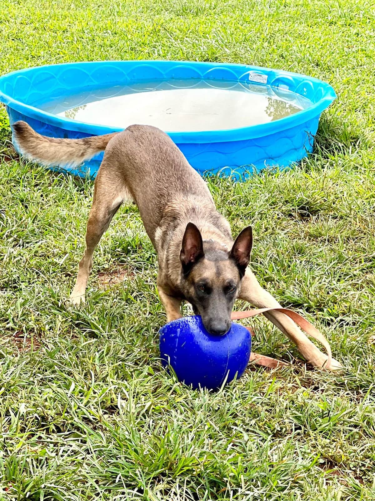 Belgian Malinois Puppies breeder image 24