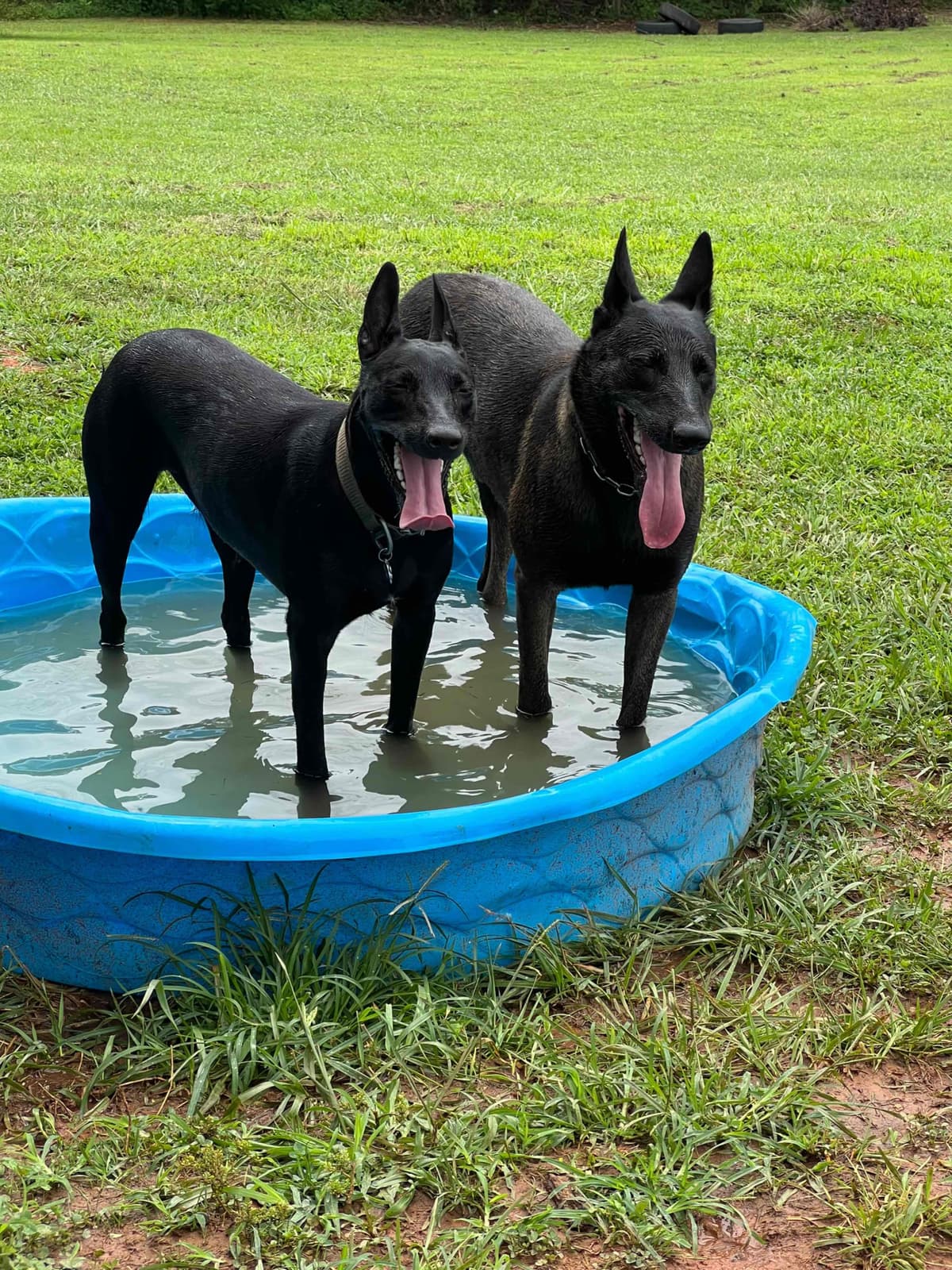 Belgian Malinois Puppies breeder image 25