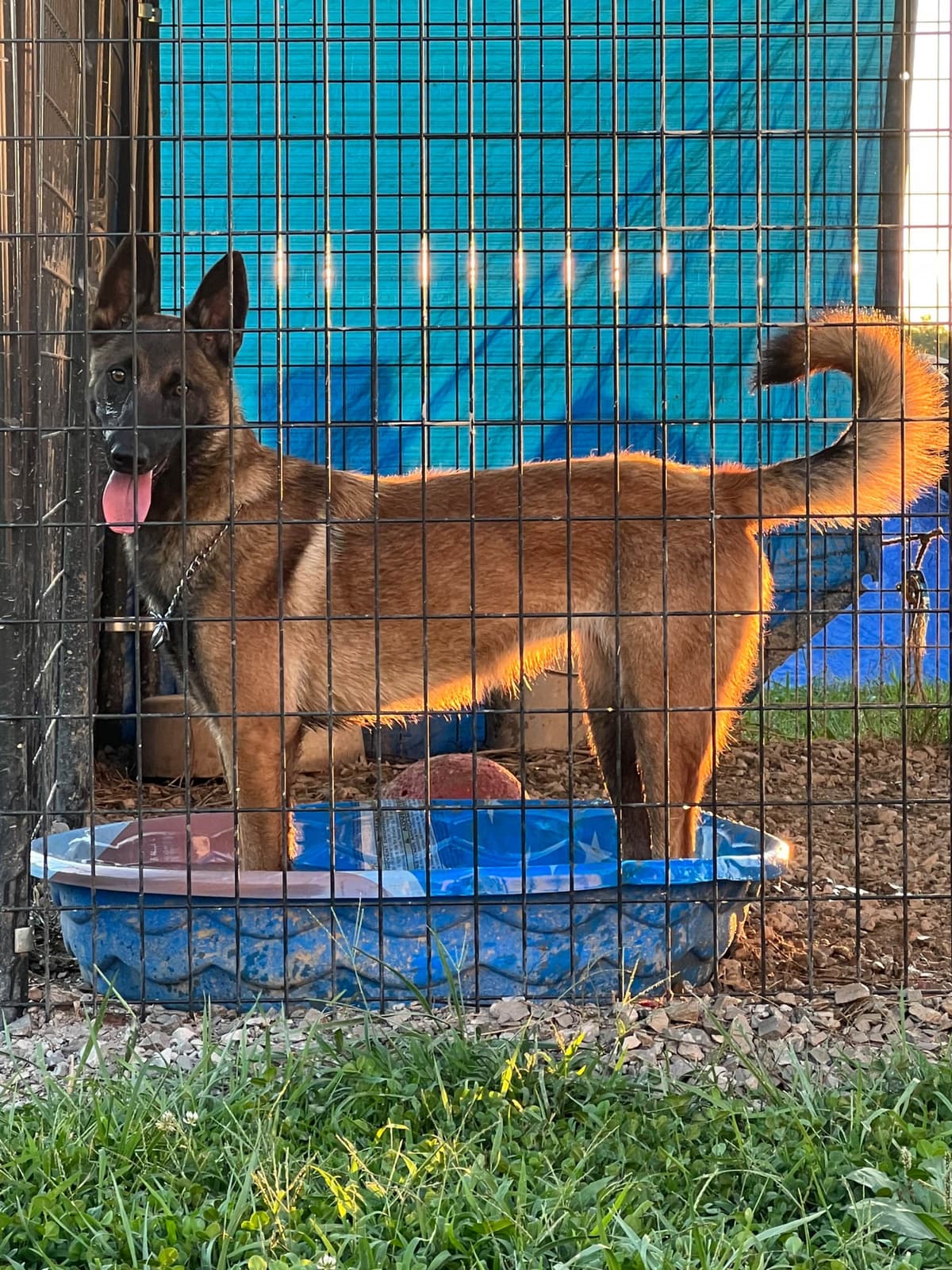 Belgian Malinois Puppies breeder image 27