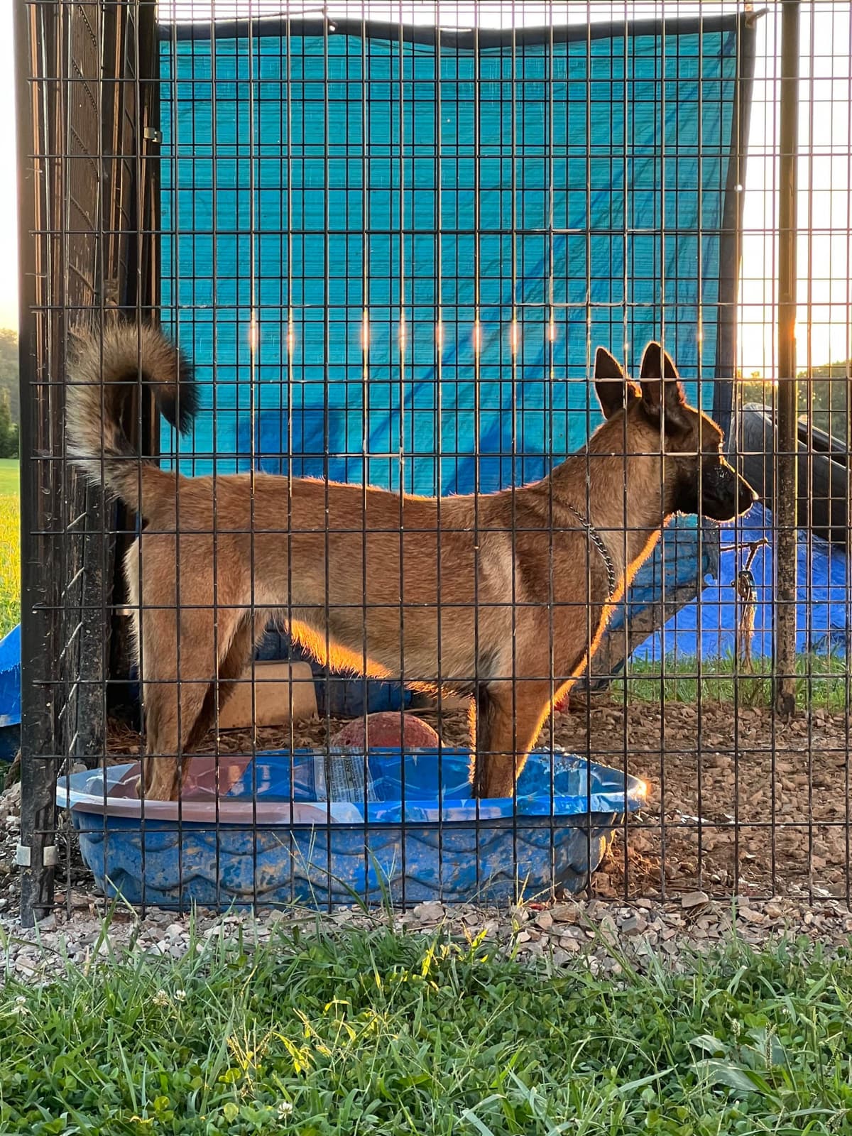 Belgian Malinois Puppies breeder image 29