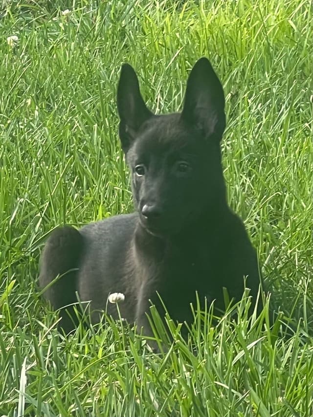 Belgian Malinois Puppies media 4
