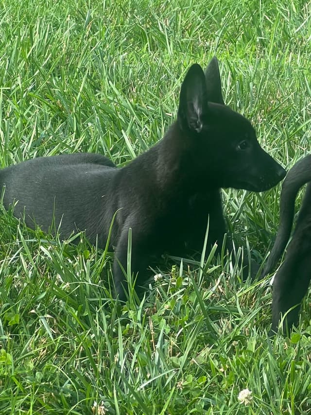 Belgian Malinois Puppies media 3