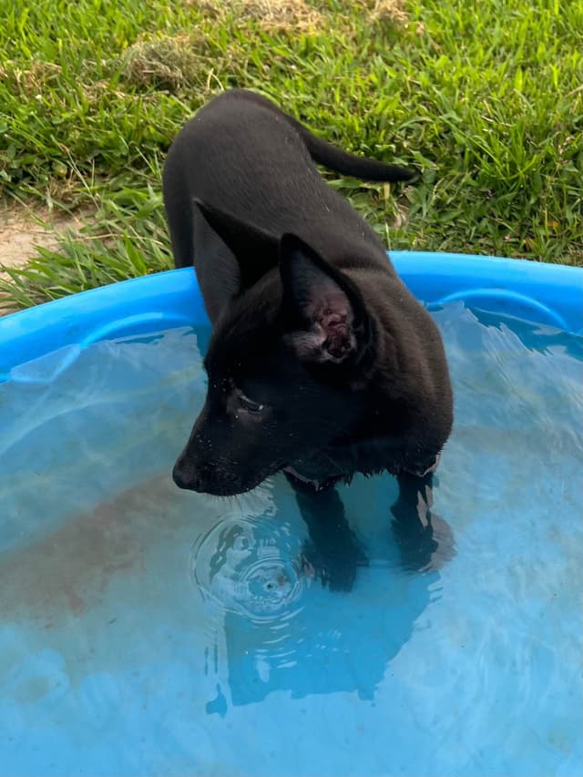 Belgian Malinois Puppies media 2