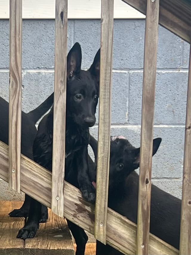Belgian Malinois Puppies media 5