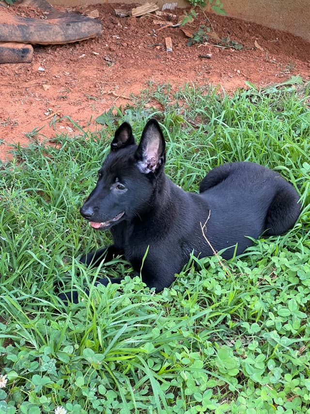 Belgian Malinois Puppies media 6