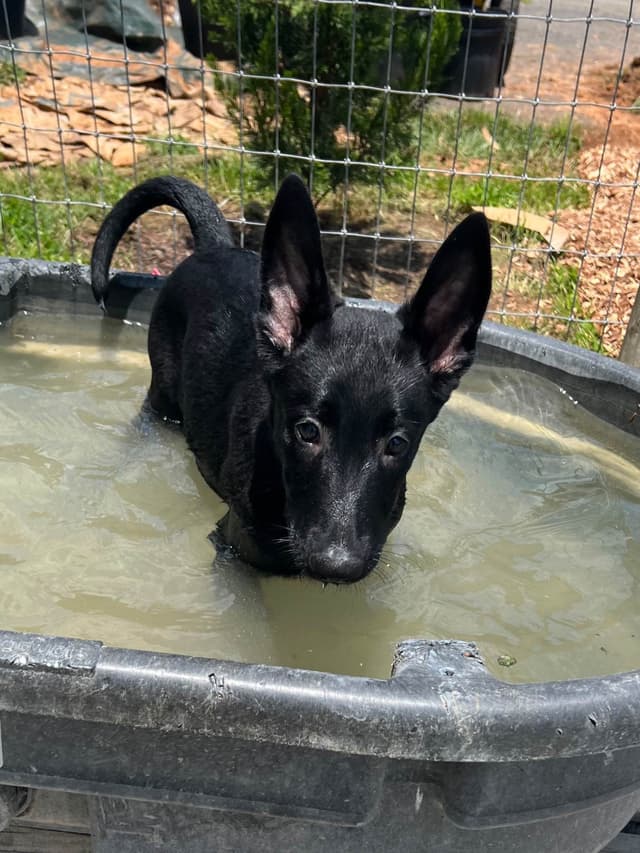 Belgian Malinois Puppies media 7
