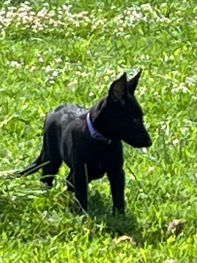 Belgian Malinois Puppies media 8