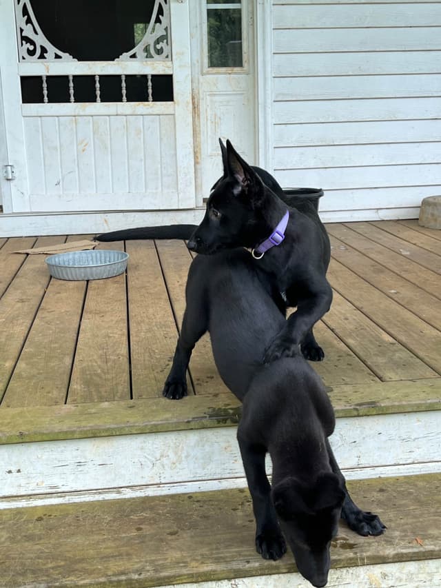 Belgian Malinois Puppies media 9