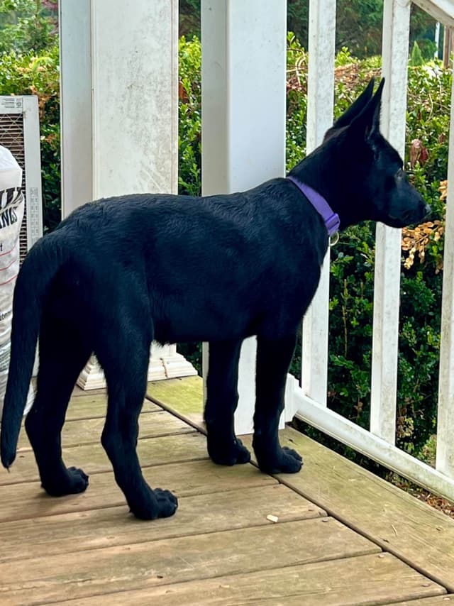 Belgian Malinois Puppies media 10