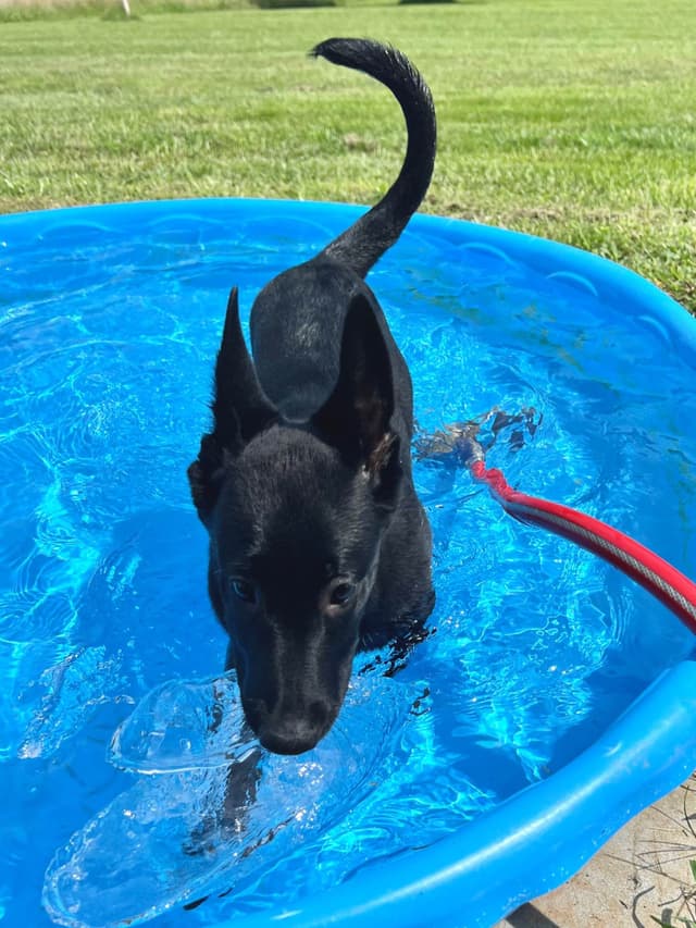 Belgian Malinois Puppies media 11
