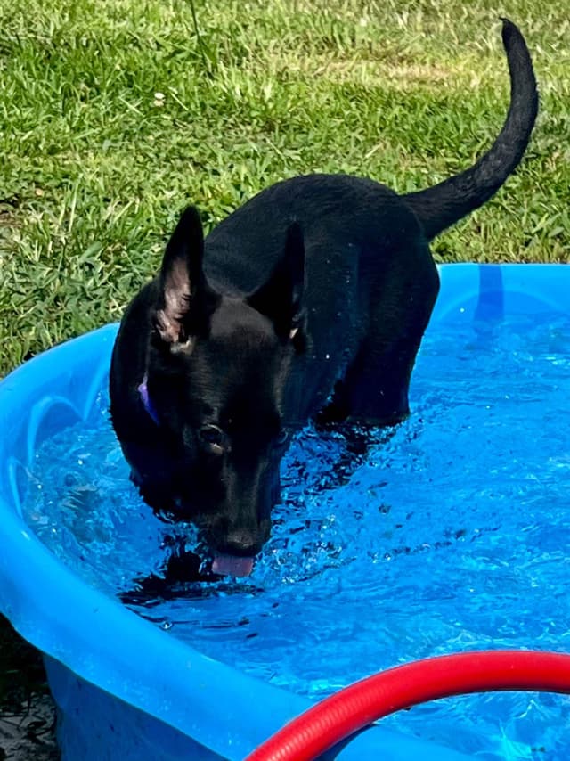 Belgian Malinois Puppies media 12