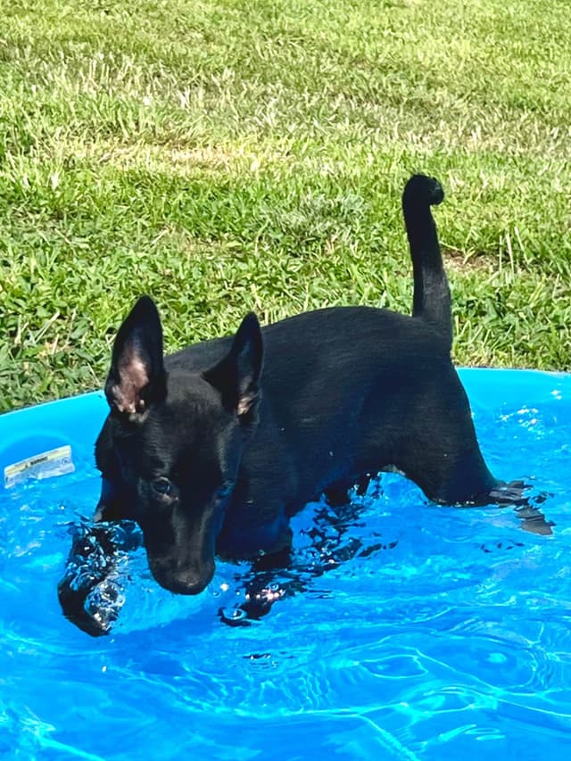 Belgian Malinois Puppies media 14