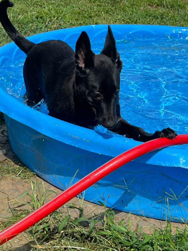 Belgian Malinois Puppies media 15