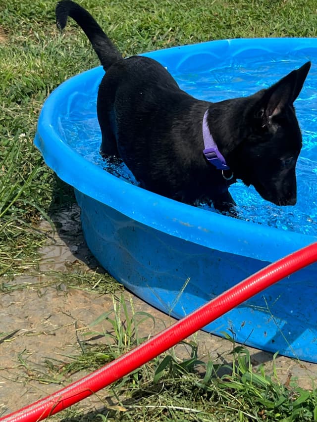 Belgian Malinois Puppies media 16