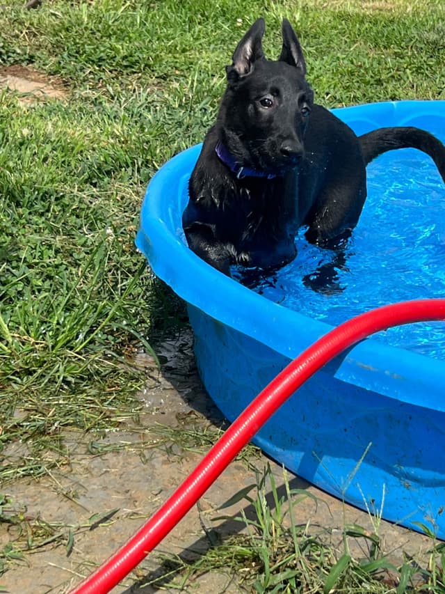 Belgian Malinois Puppies media 17