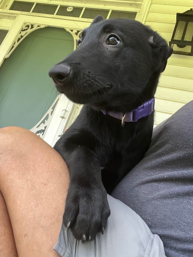 Belgian Malinois Puppies media 19