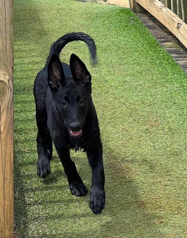 Belgian Malinois Puppies media 18
