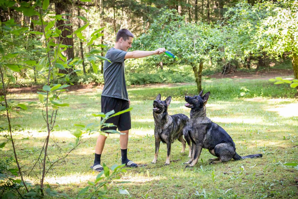 German Shepherd Dog Puppies breeder image 7