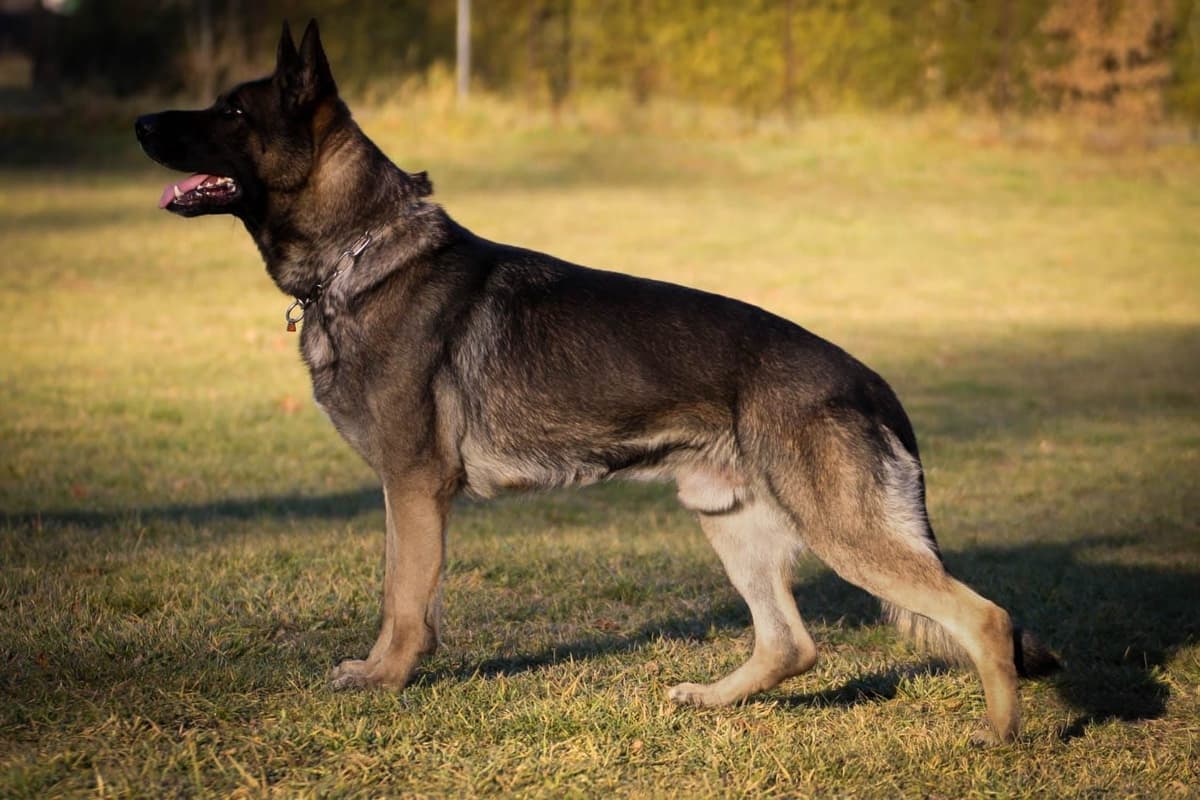 German Shepherd Dog Puppies breeder image 8