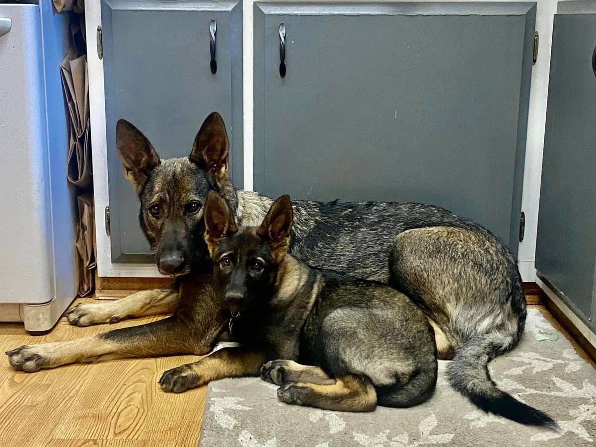 German Shepherd Dog Puppies breeder image 10