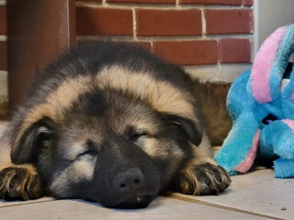 German Shepherd Dog Puppies breeder image 11