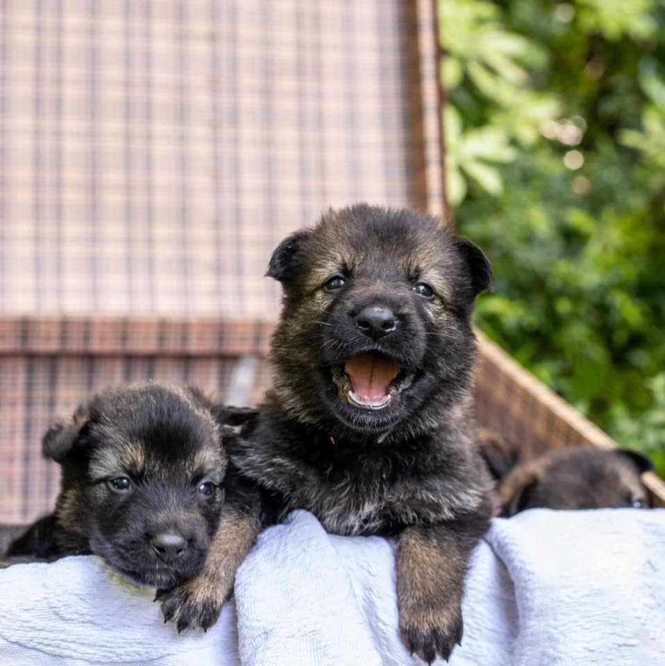 German Shepherd Dog Puppies breeder image 12
