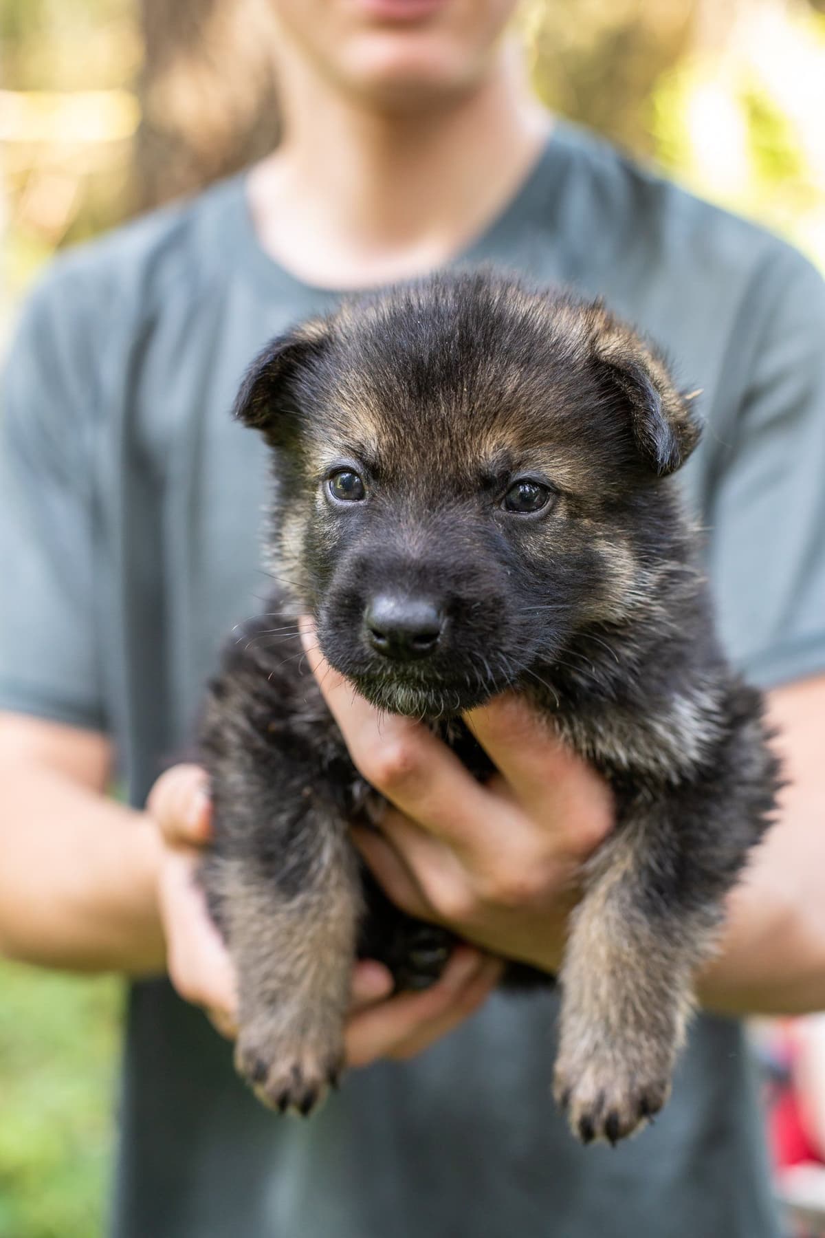 German Shepherd Dog Puppies breeder image 15