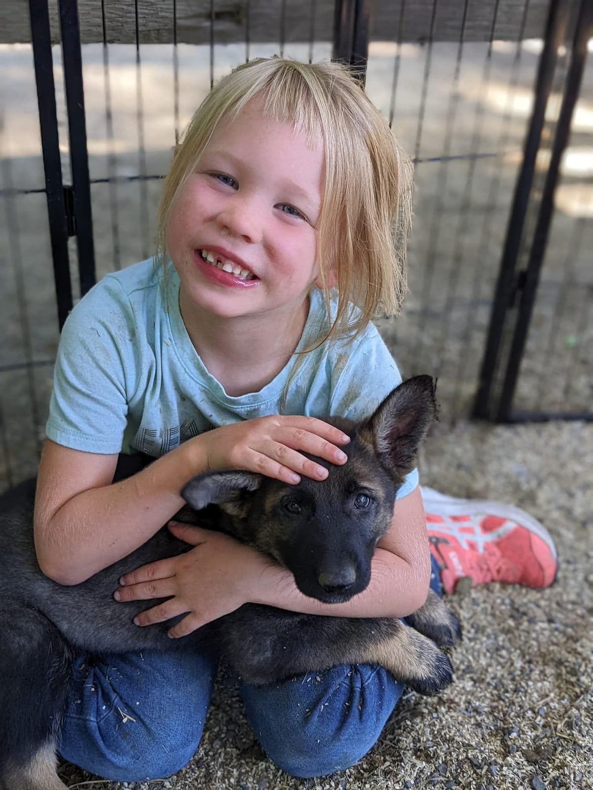 German Shepherd Dog Puppies breeder image 20