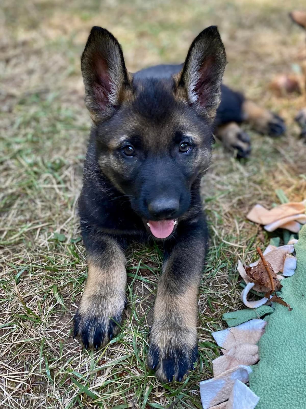 German Shepherd Dog Puppies breeder image 17