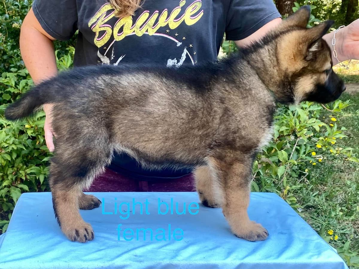 German Shepherd Dog Puppies breeder image 18