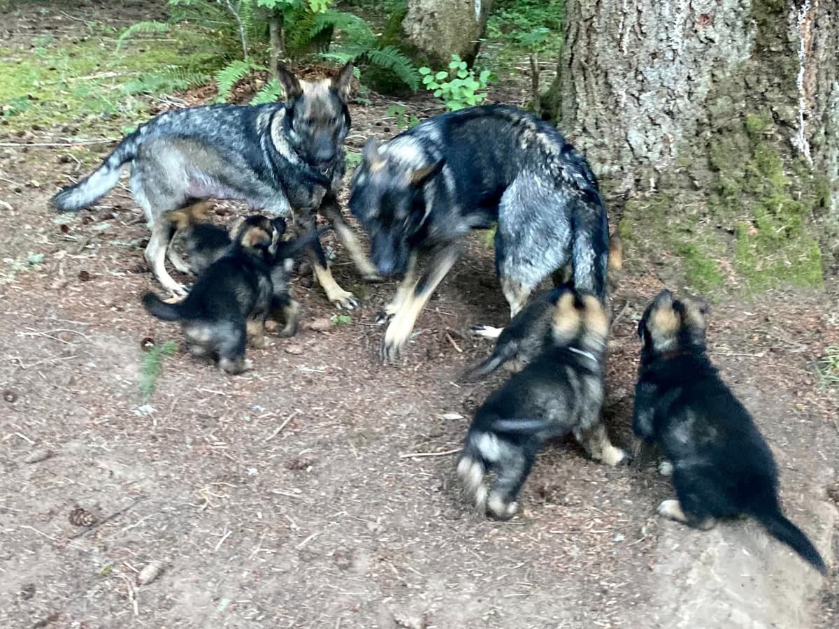 German Shepherd Dog Puppies breeder image 21
