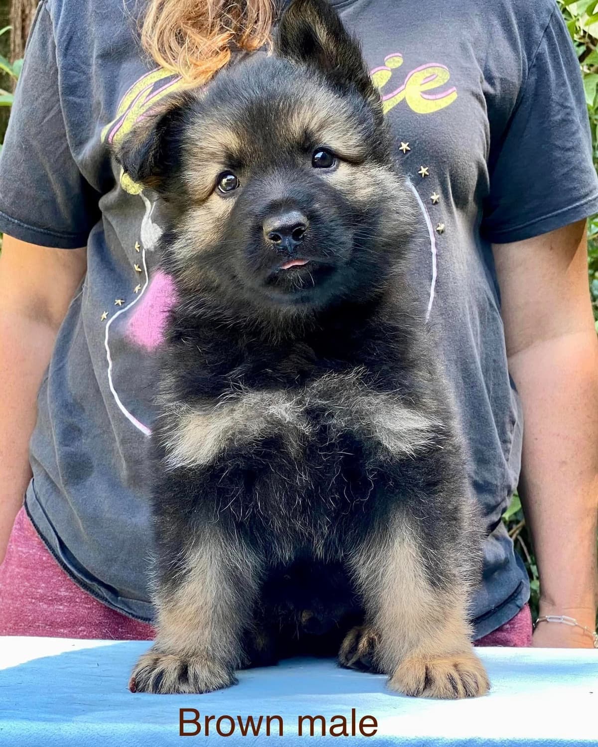 German Shepherd Dog Puppies breeder image 22