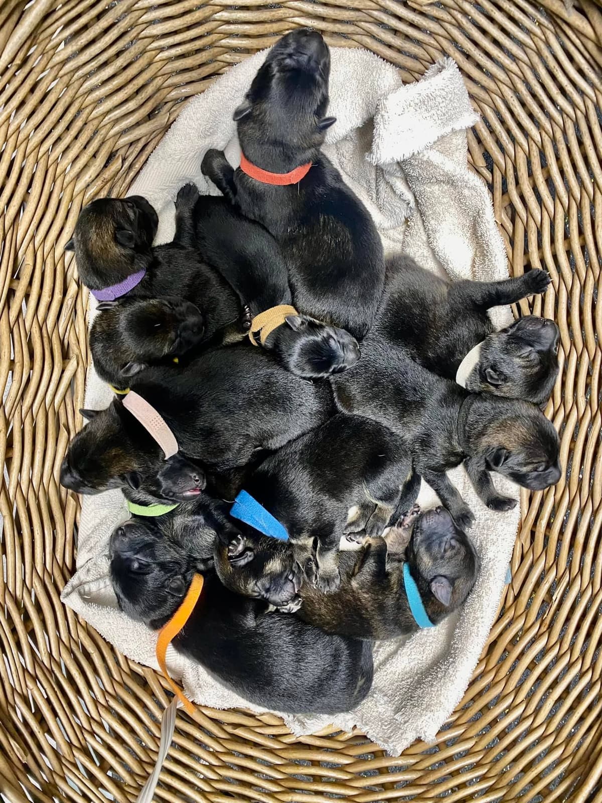 German Shepherd Dog Puppies breeder image 23