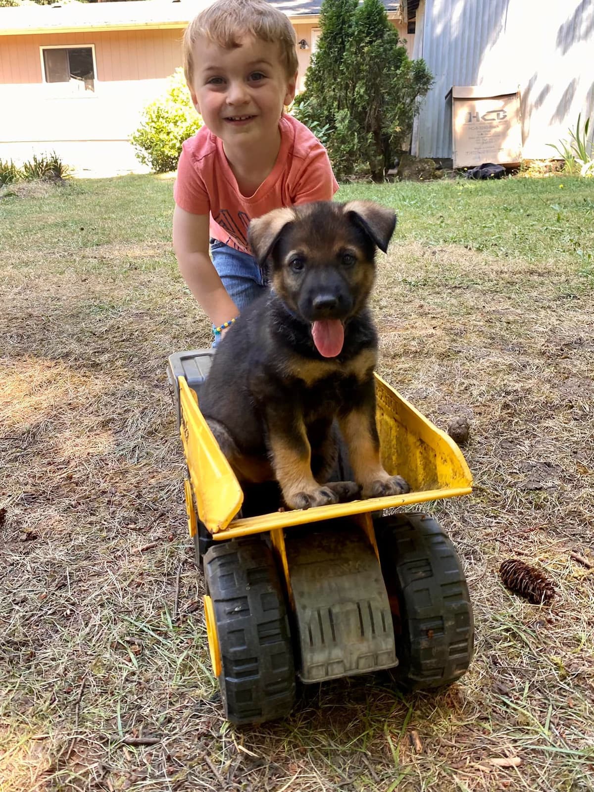 German Shepherd Dog Puppies breeder image 24