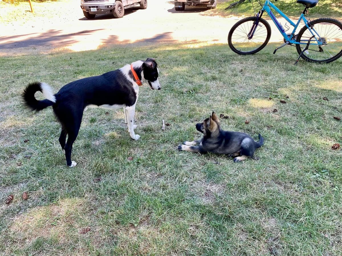 German Shepherd Dog Puppies breeder image 25