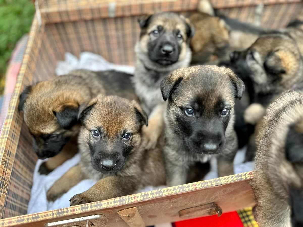 German Shepherd Dog Puppies breeder image 26