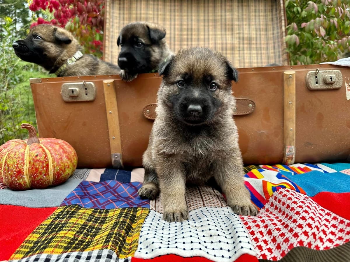 German Shepherd Dog Puppies breeder image 28