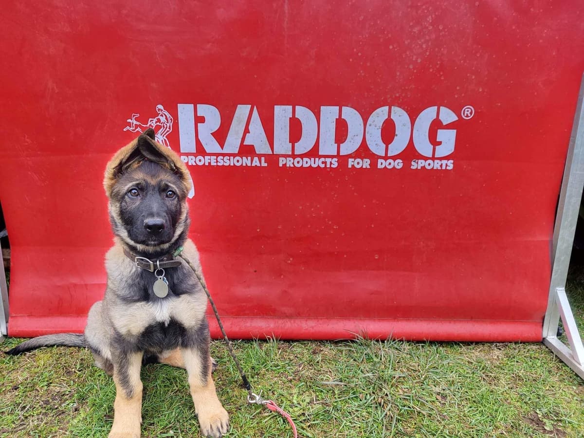German Shepherd Dog Puppies breeder image 29